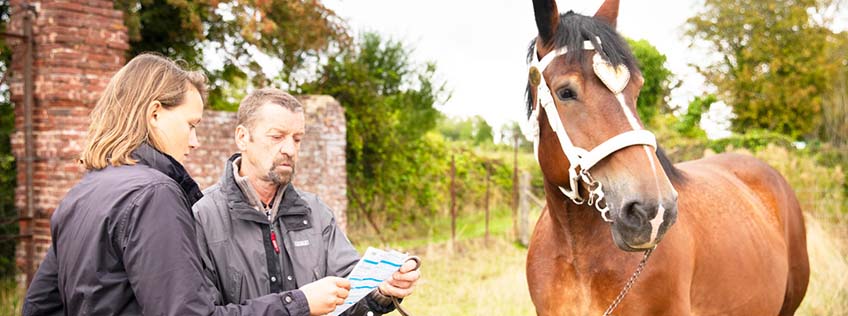 Vente d'un cheval