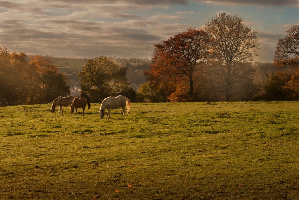 Comptabilisation d'un cheval : stock ou immobilisation, pour une optimisation fiscale lors de la vente