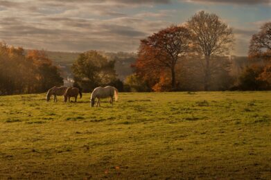 Comptabilisation d'un cheval : stock ou immobilisation, pour une optimisation fiscale lors de la vente