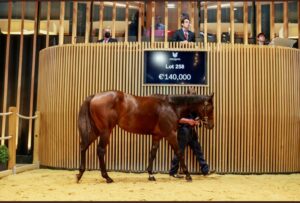 Vente chevaux en France