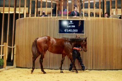 Vente chevaux en France