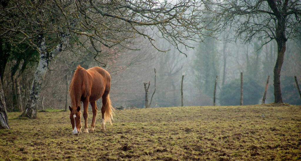 Bien choisir sa forme juridique est crucial dans la filière équine.